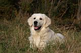 GOLDEN RETRIEVER 844
